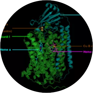 Cytochrome c oxidase