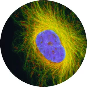 Cytoskeleton