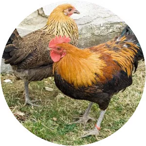 Czech Gold Brindled Hen