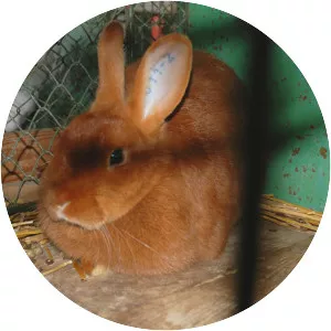 Czech Red rabbit
