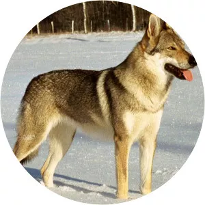 Czechoslovakian Wolfdog