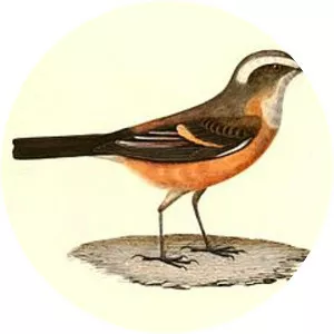 D'Orbigny's chat-tyrant