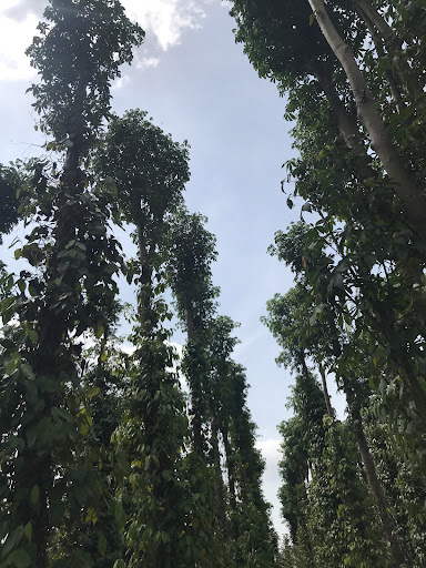 Da Bac Industrial Zone - Housing development in Vietnam