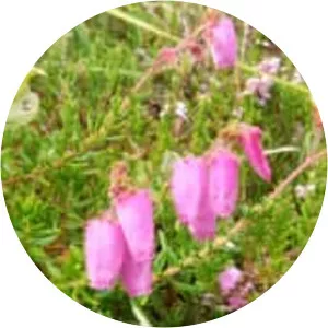 Daboecia cantabrica - Plants