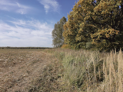Dachnyy Poselok Opushkino