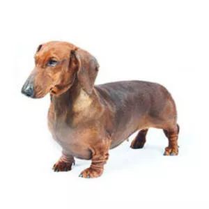 Dachshund