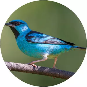 Dacnis