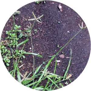 Dactyloctenium aegyptium