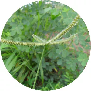 Dactyloctenium - Plants