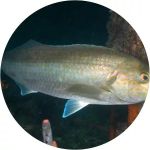 Dactylophora nigricans - 