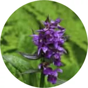 Dactylorhiza aristata