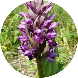 Dactylorhiza hatagirea