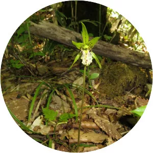 Dactylostalix ringens - 