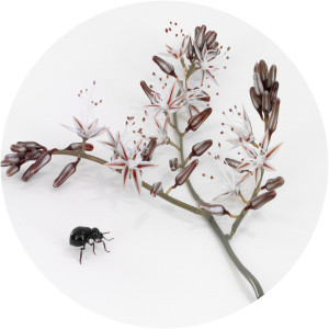 Dafna Kaffeman - Visual artist