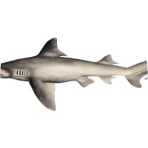 Daggernose shark - 