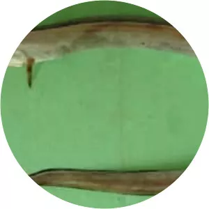 Daggertooth pike conger