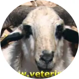 Dagliç sheep (Dağlıç)