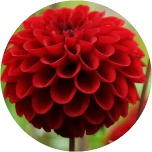 Dahlia