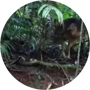 Daintree Discovery Centre