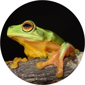 Dainty green tree frog
