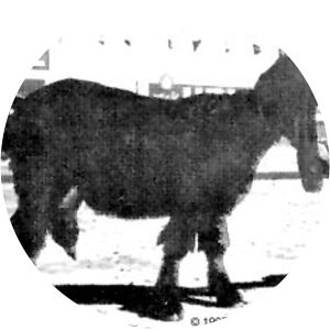 Daira Din Panah Goat