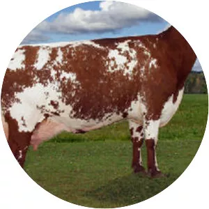 Dairy Shorthorn