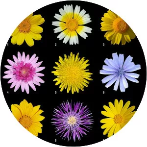 Daisy family - Plants