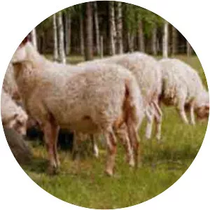 Dala-fur sheep
