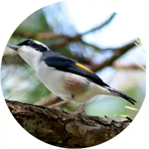 Dalat shrike-babbler - 