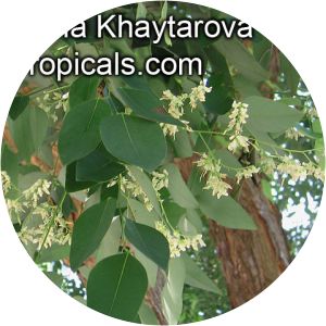 Dalbergia cambodiana