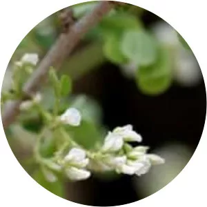 Dalbergia melanoxylon