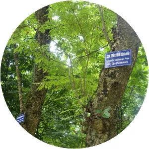 Dalbergia tonkinensis