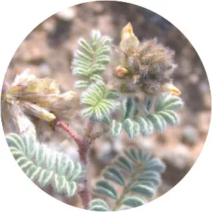 Dalea mollis - Plants