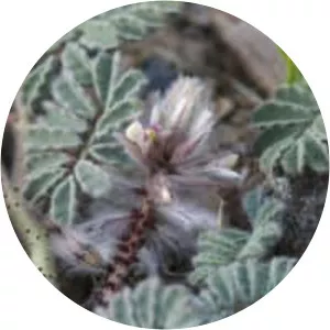 Dalea mollissima - Plants