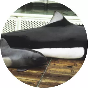 Dall's porpoise