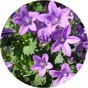 Dalmatian bellflower