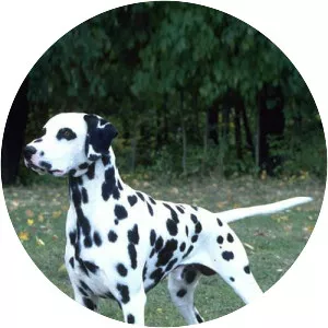 Dalmatian dog