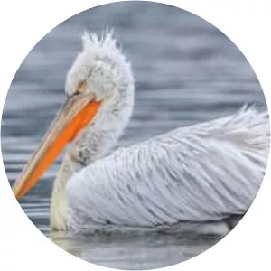 Dalmatian pelican
