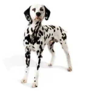Dalmatian