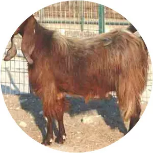 Damascus goat