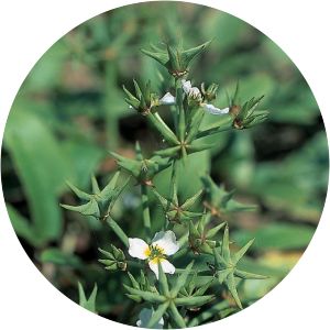 Damasonium alisma