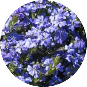 Dampiera linearis