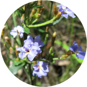 Dampiera stricta - 