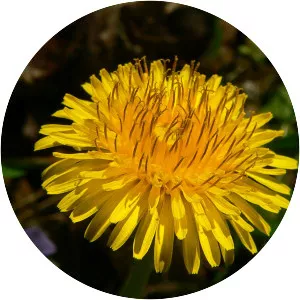 Dandelion