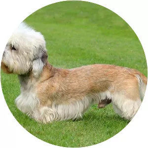 Dandie Dinmont Terrier