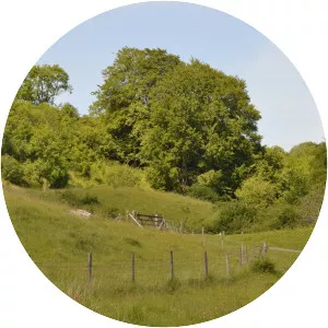 Daneway Banks SSSI - 