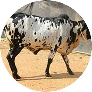 Dangi cattle