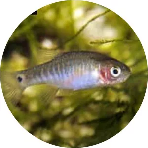 Danio erythromicron