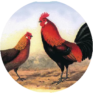 Danish Country Hen