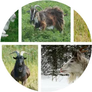 Danish Landrace goat